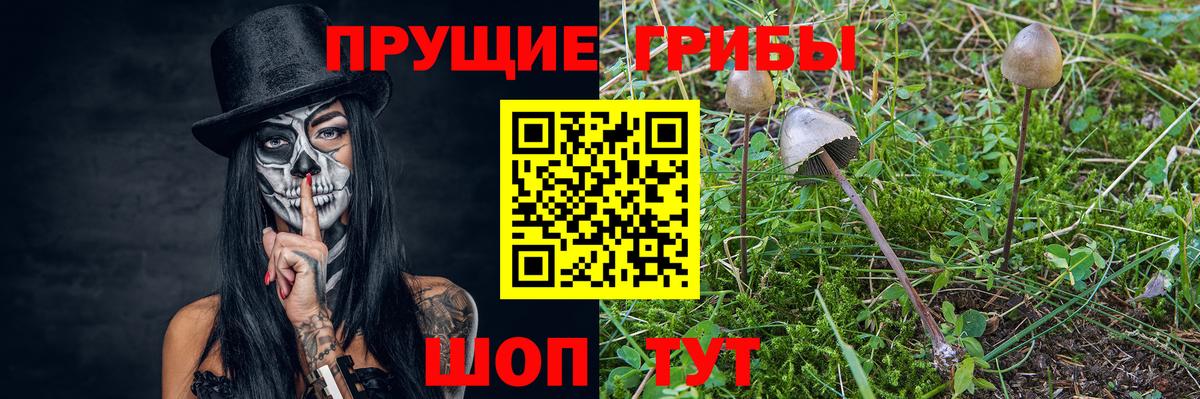 Псилоцибиновые грибы Cubensis Гусев